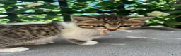 British Shorthair cats for sale:  britishshort x kittens - Advert 9