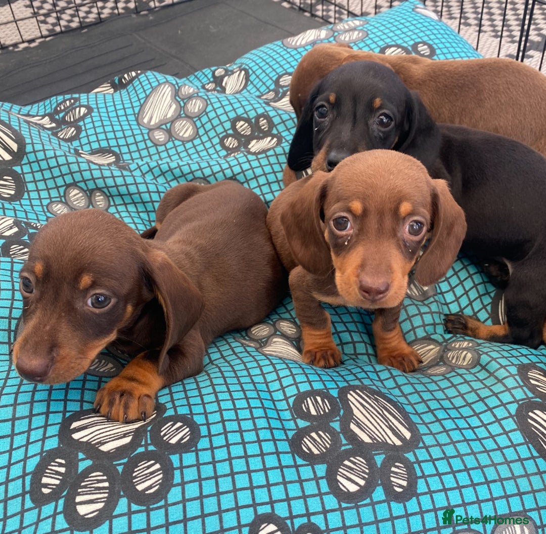 Dachshund dogs for sale: Dachshund puppies  - Image 4