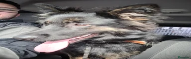 German Shepherd 1