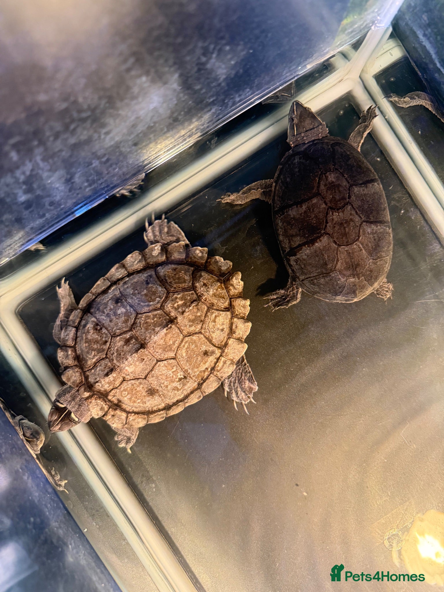 Turtle reptiles 2 Lovely Turtles- Map Turtle & Musk Turtle - Advert 6