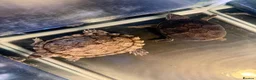 Turtle reptiles for sale: 2 Lovely Turtles- Map Turtle & Musk Turtle - Advert 1