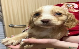 Cocker Spaniel dogs for sale: Cocker spaniel  - Image 18