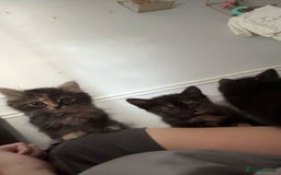 Mixed Breed cats for sale: 3 female kittens - Image 4