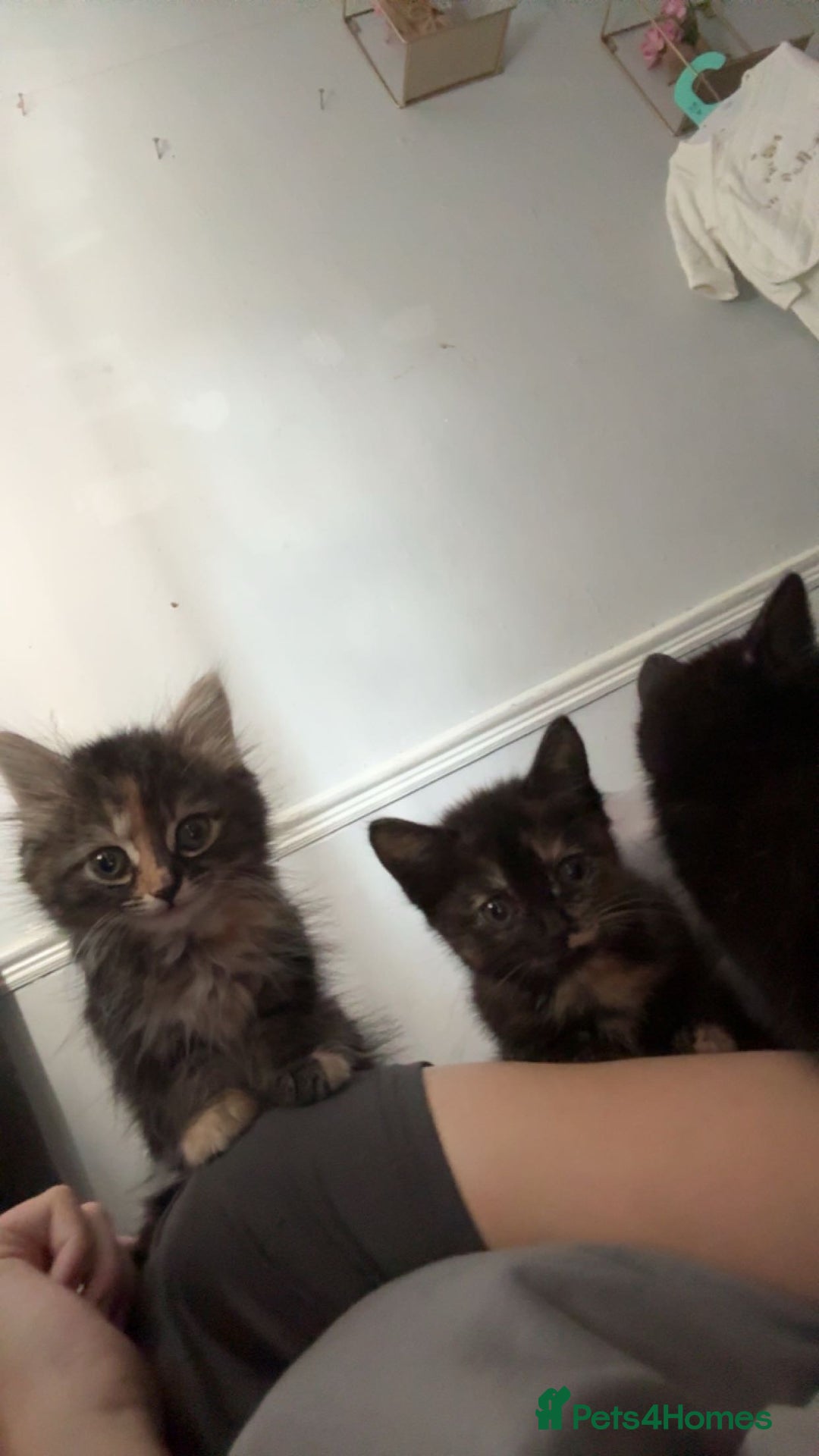 Mixed Breed cats for sale: 3 female kittens - Image 4