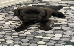 Mixed Breed dogs for sale: Belgian Malinois / Turkish Kangal / Cane Corso - Image 20