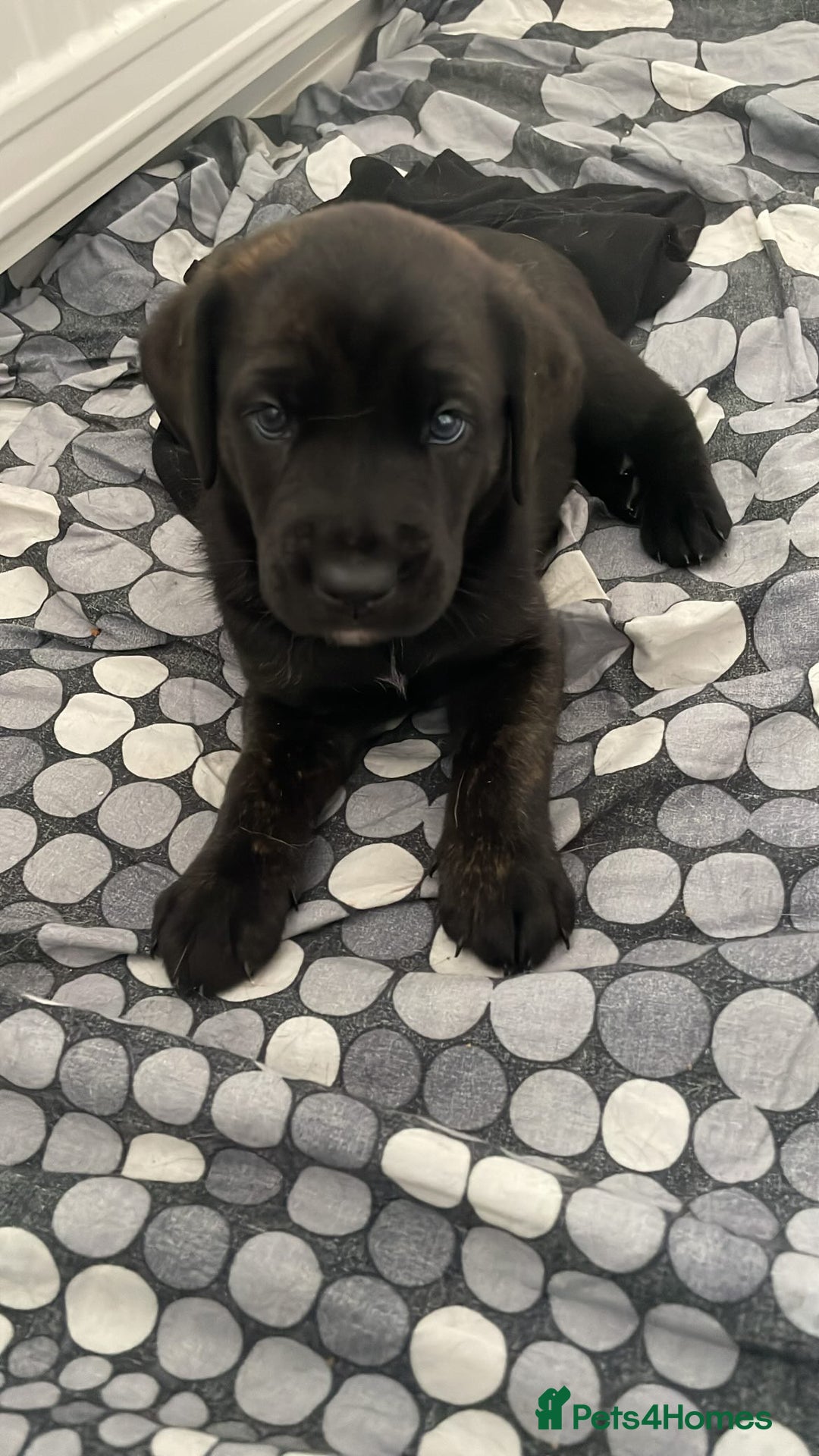 Mixed Breed dogs for sale: Belgian Malinois / Turkish Kangal / Cane Corso - Image 20