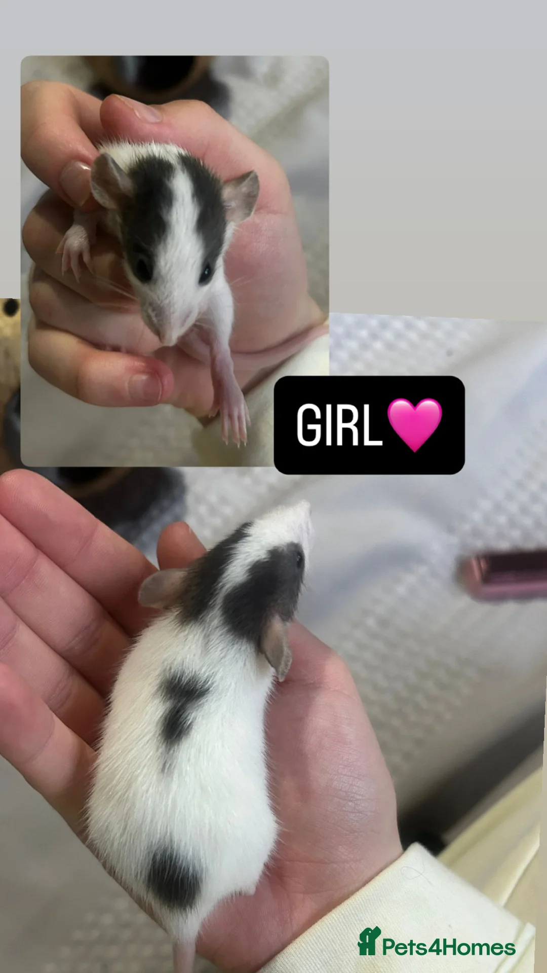 Rat rodents for sale: Baby Dumbo Rats  - Advert 1