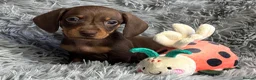 Miniature Dachshund dogs for sale: KC reg, PRA Clear Beautiful Natured Pups - Advert 19