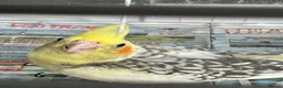 Cockatiels birds for sale: Baby cockatiels ready to leave now  - Advert 6