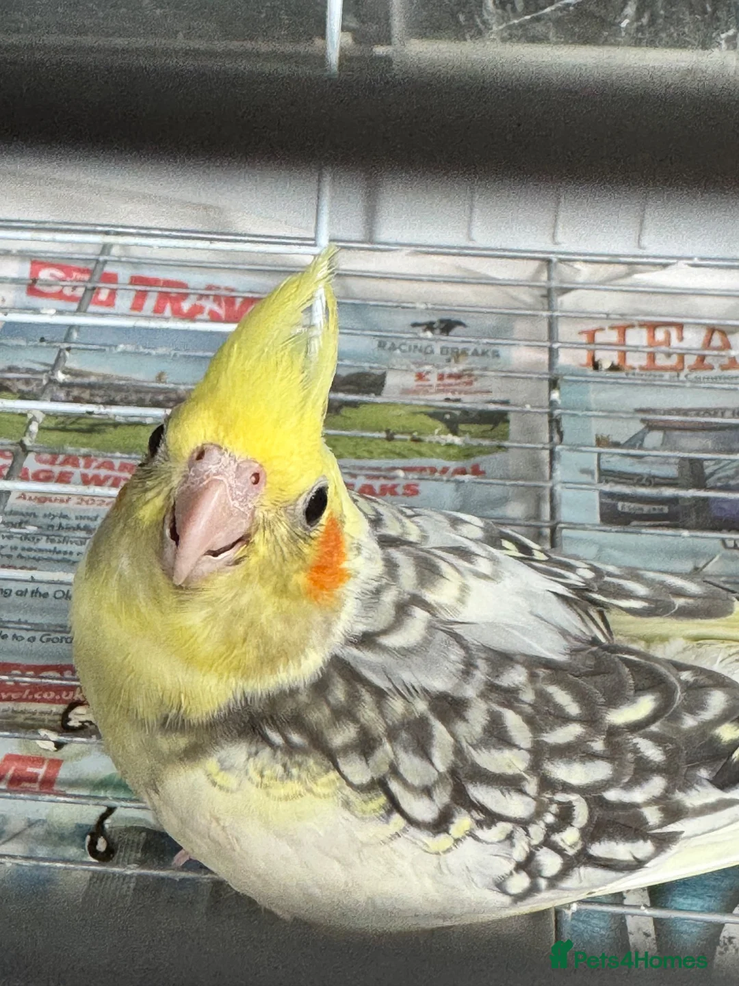 Cockatiels birds for sale: Baby cockatiels ready to leave now  - Advert 6