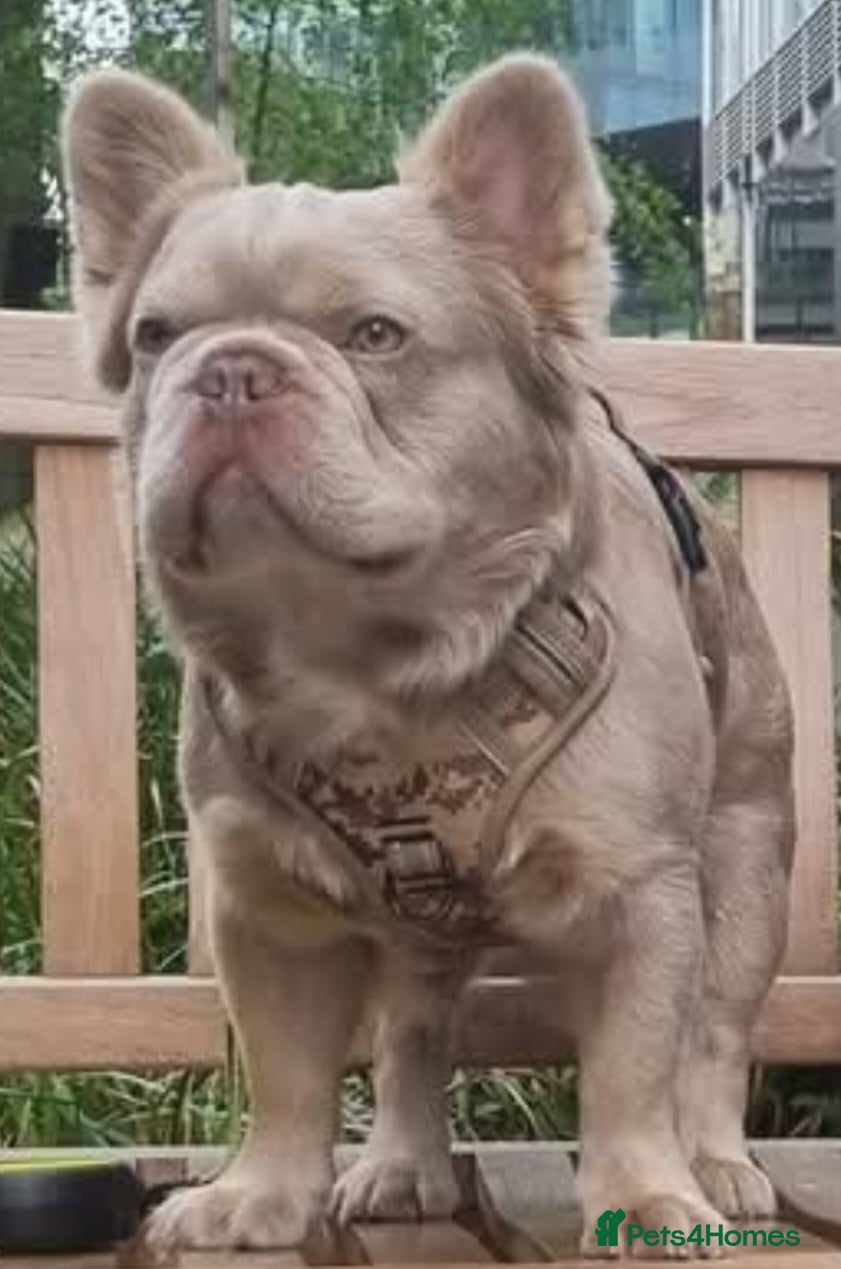 French Bulldog dogs ⭐️Bowser fluffy stud⭐️ - Advert 15