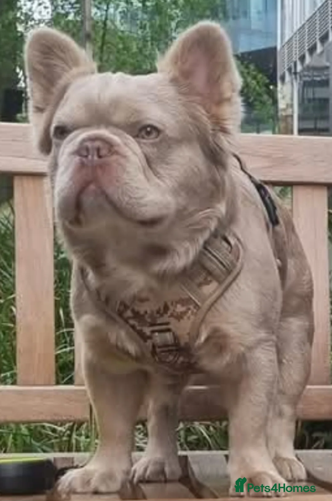 French Bulldog dogs for stud: ⭐️Bowser fluffy stud⭐️ - Advert 1