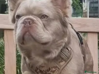 French Bulldog dogs ⭐️Bowser fluffy stud⭐️ - Advert 15