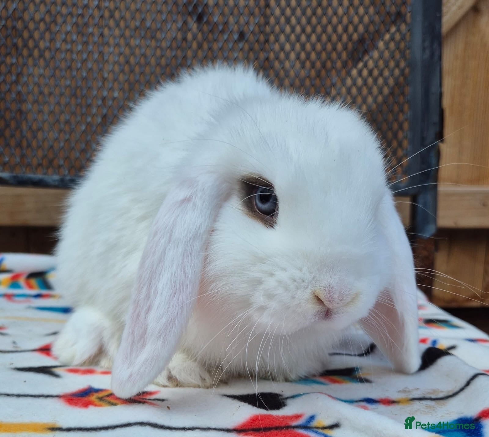 Mini Lop rabbits Mini lops 2girls 3 boy left both on ad pictures  - Advert 2