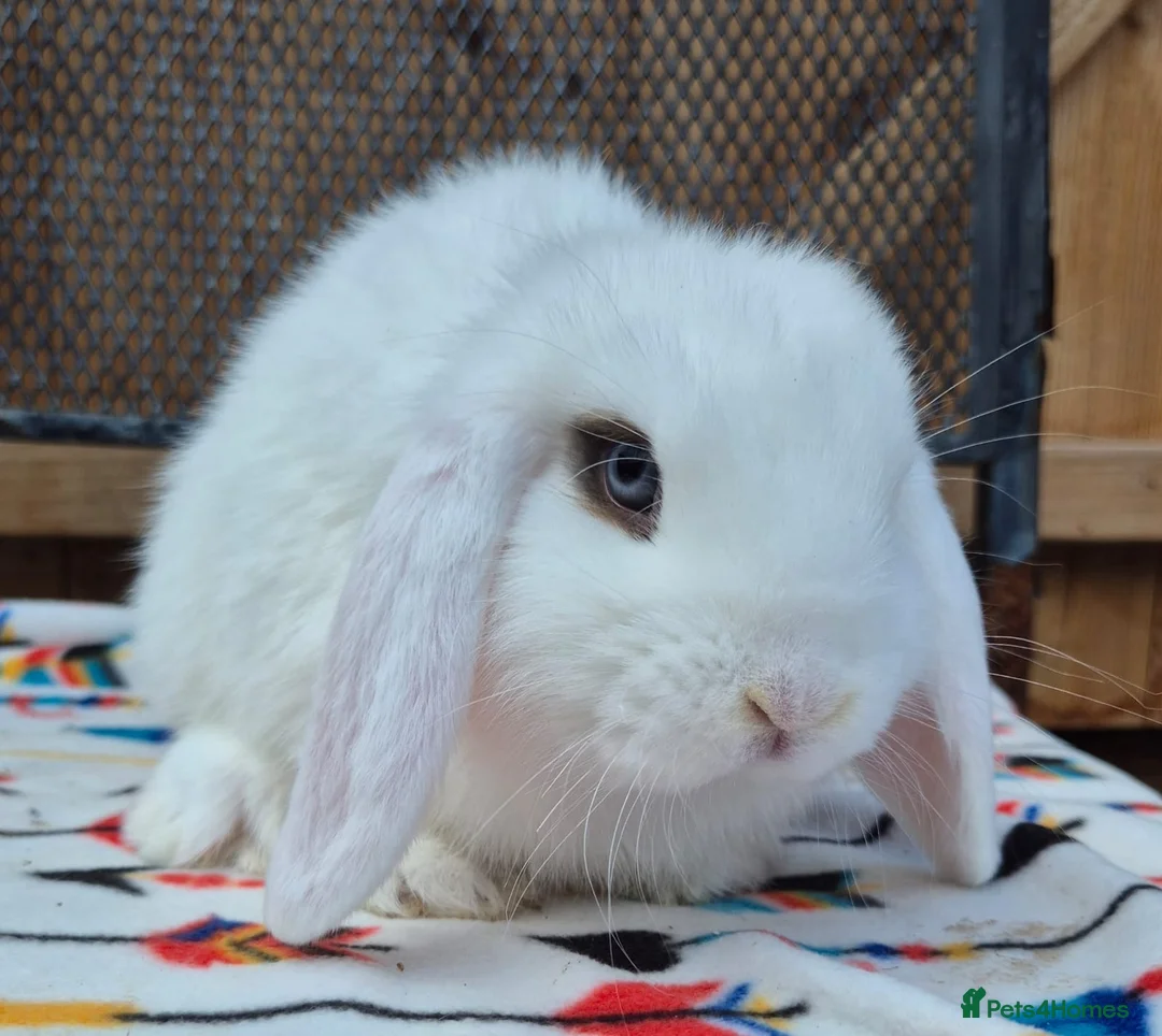 Mini Lop rabbits for sale: Mini lops 2girls 2 boy 4 left  - Advert 3