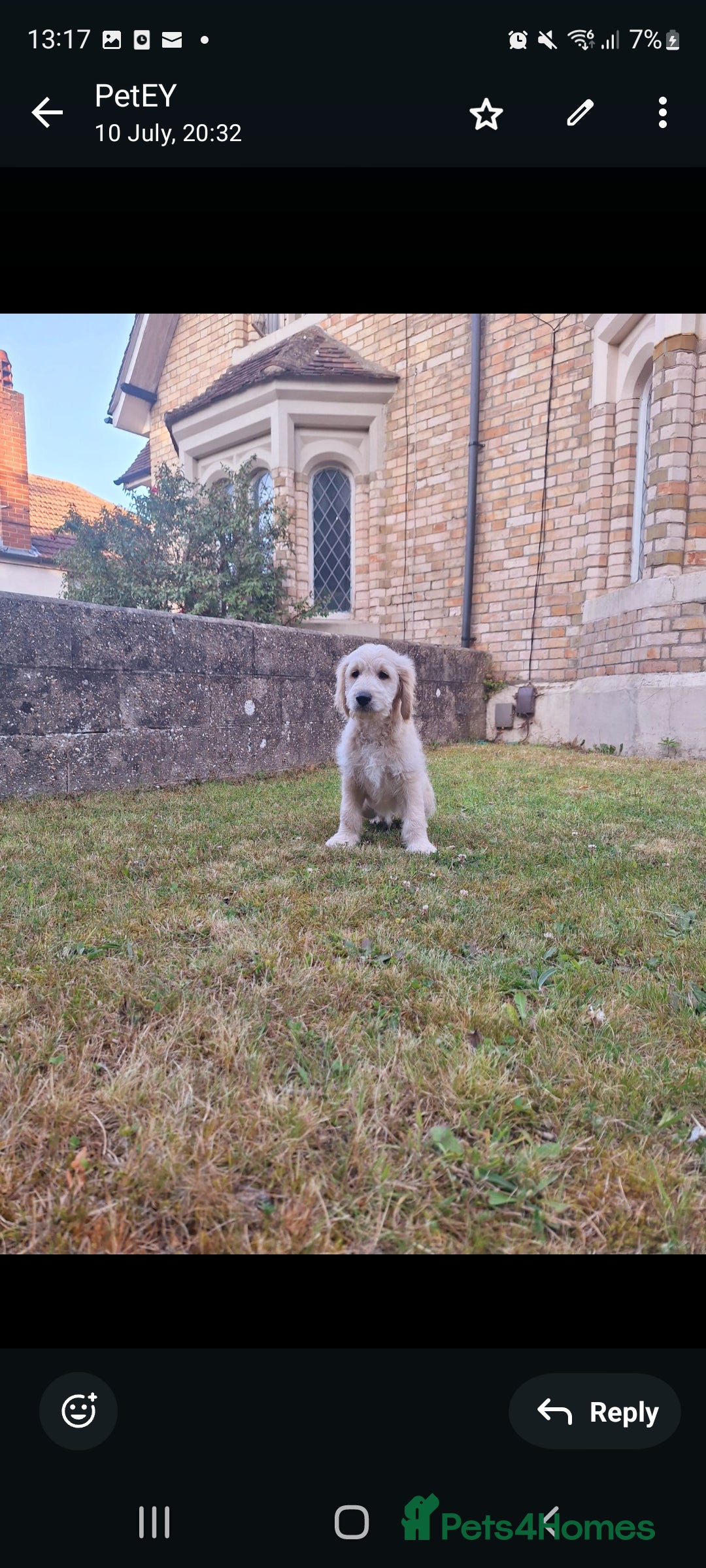 Goldendoodle dogs for sale: F1 Golden doodles by Varity Doodles  - Image 8