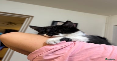 Mixed Breed cats - Advert 4
