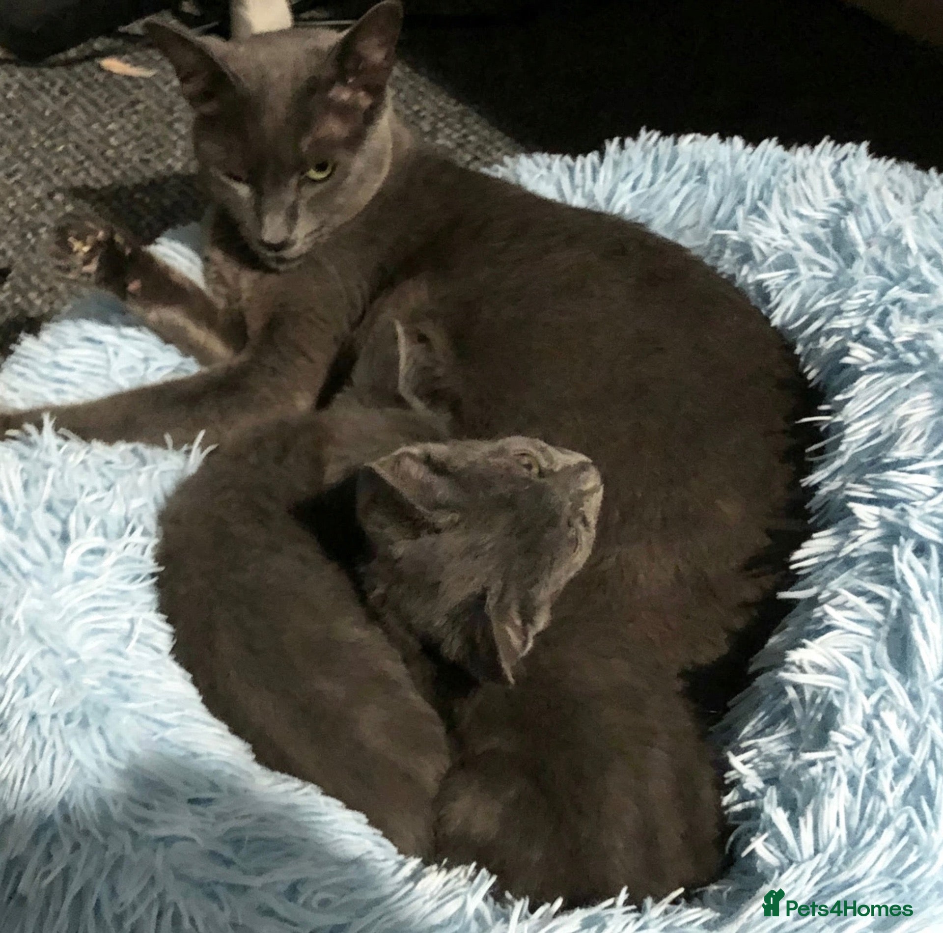 Russian Blue cats Beautiful pedigree Russian blue kittens - Advert 13