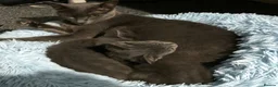 Russian Blue cats for sale: Beautiful pedigree Russian blue kittens - Advert 1