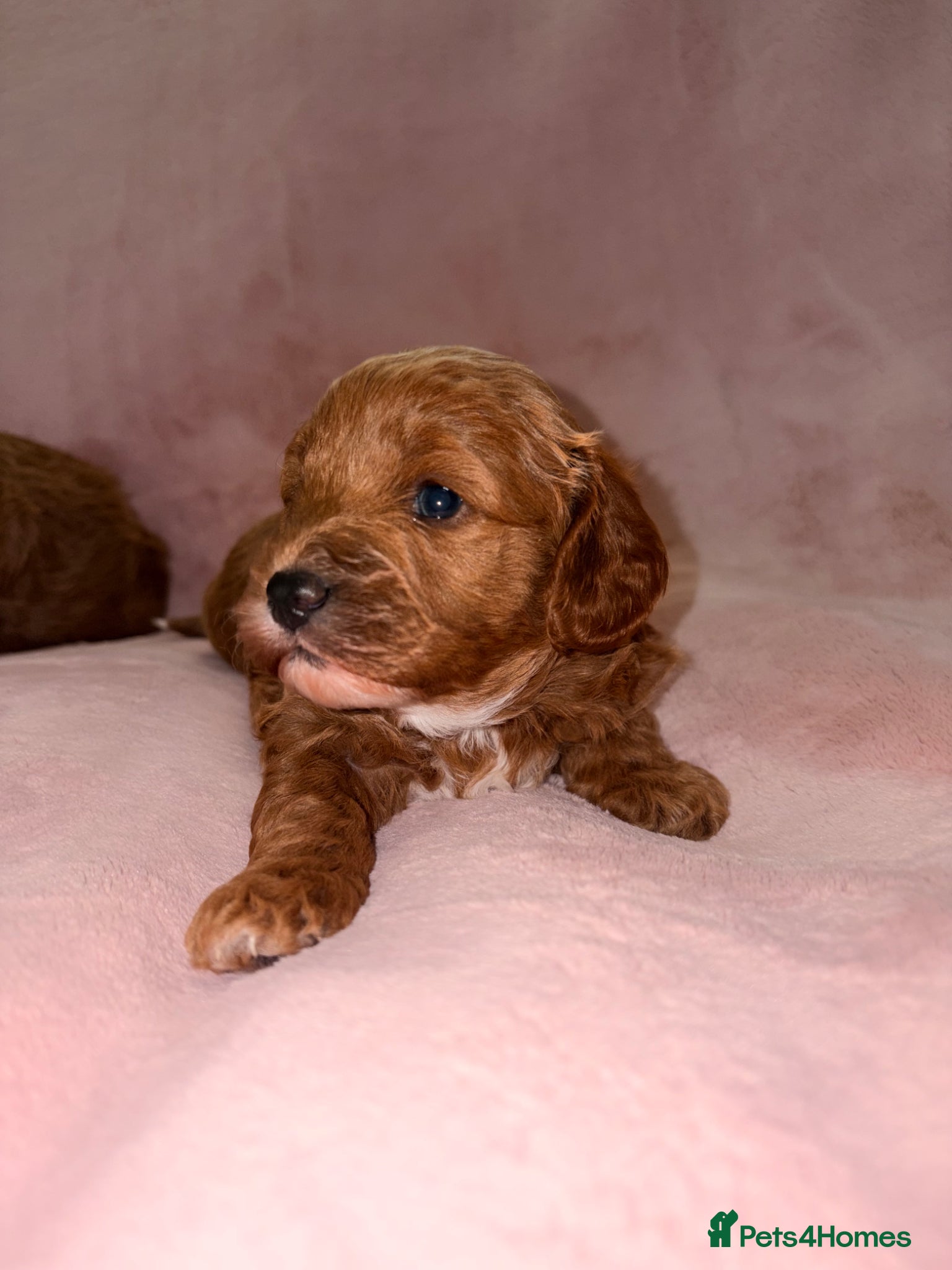 Cavapoo dogs 5⭐️Health Cleared Deep red Toy Cavapoo puppy’s  - Advert 4