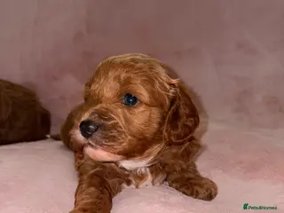 Cavapoo dogs 5⭐️Health Cleared Deep red Toy Cavapoo puppy’s - Advert 1