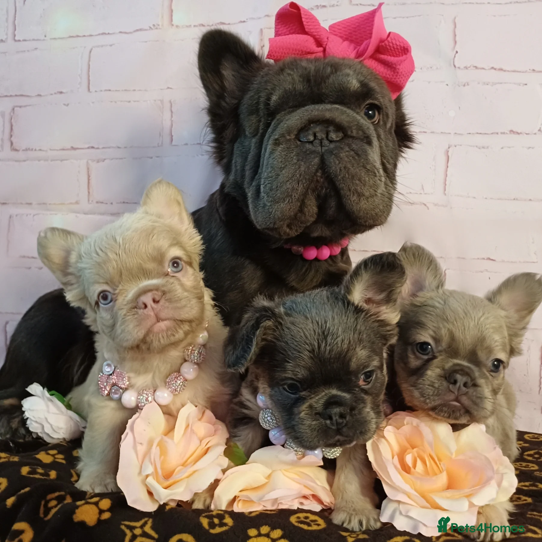 French Bulldog dogs Quality French Bulldog Puppies – Well Socialised - Advert 1