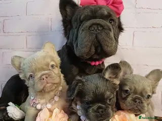 French Bulldog dogs Quality French Bulldog Puppies – Well Socialised - Advert 1