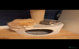 Dwelf cats for sale: Mix ragdoll and Maine Coon  - Image 2