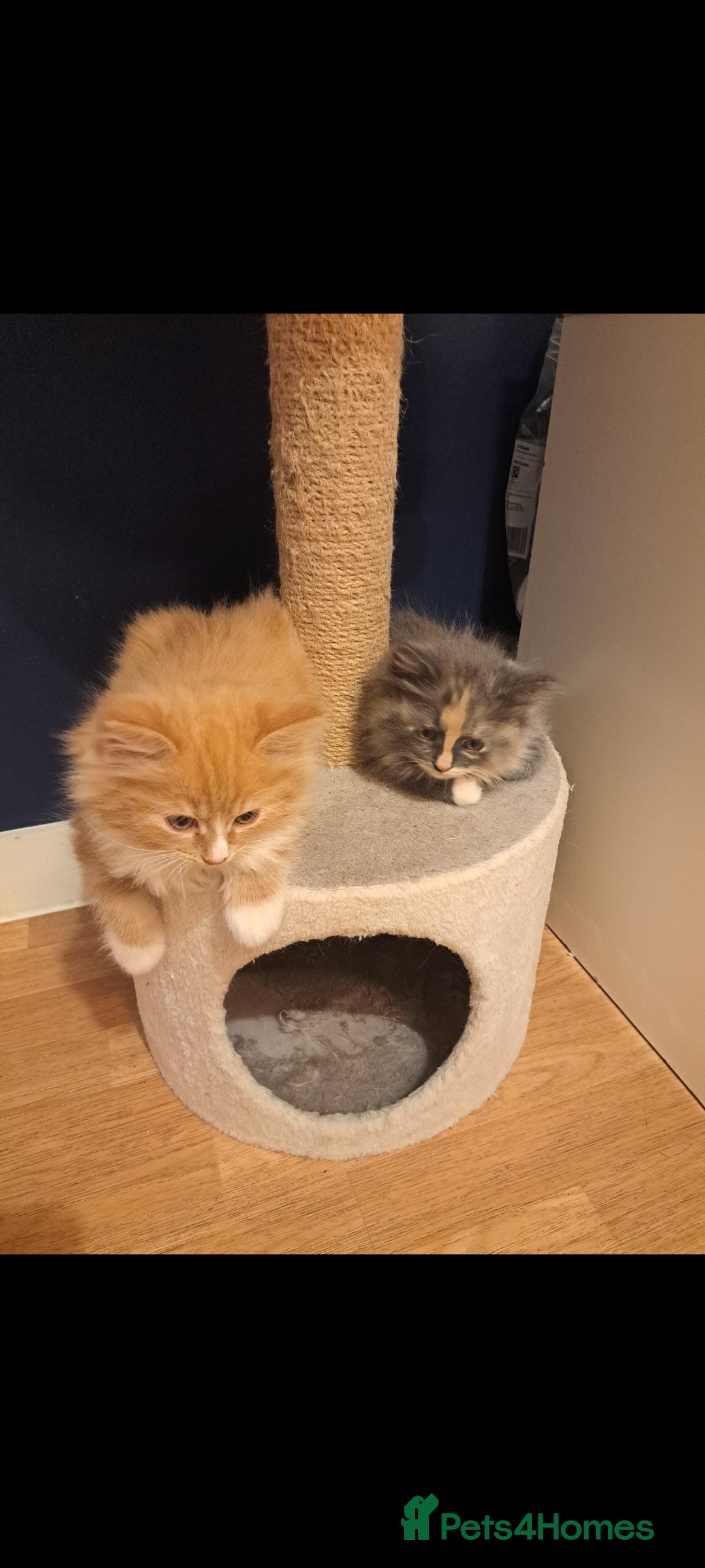 Dwelf cats for sale: Mix ragdoll and Maine Coon  - Image 2