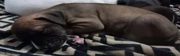 Mixed Breed dogs for sale: Beautiful cross breed pups  in Liverpool - Advert 6