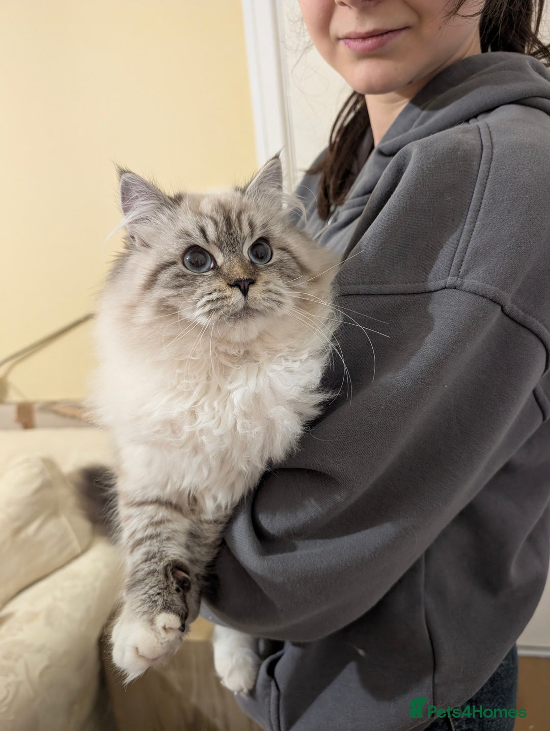 Siberian cats for sale: Litter "W" Neva Masquerade - Advert 3