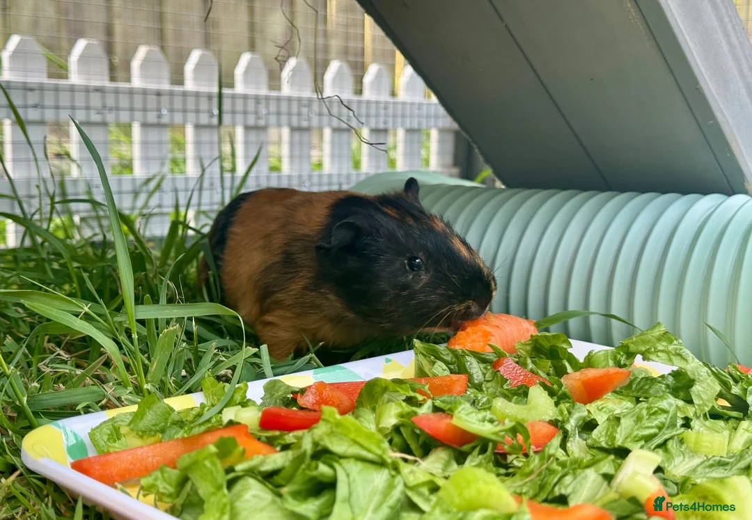 Guinea Pig rodents for sale: Bonded Male Guinea Pigs Hutch/Rain Cover Included in Swindon - Advert 1