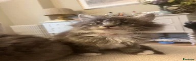 Maine Coon 2