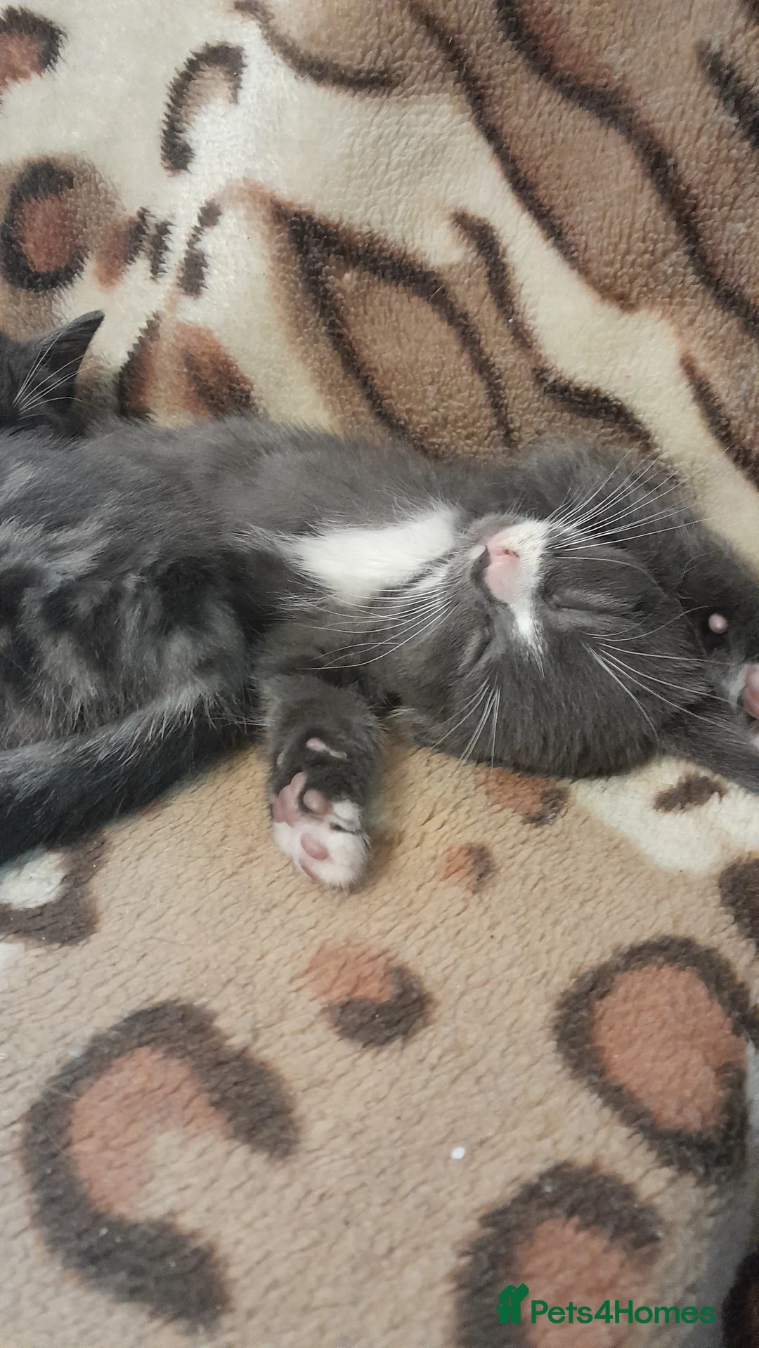 Mixed Breed cats for sale: 3 Beautiful kittens for sale  - Advert 12