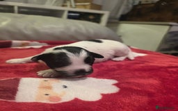 Mixed Breed dogs for sale: Pomshis - Advert 10