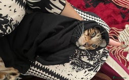 Bengal cats for sale: A lovely Bengal male kitten - Image 2