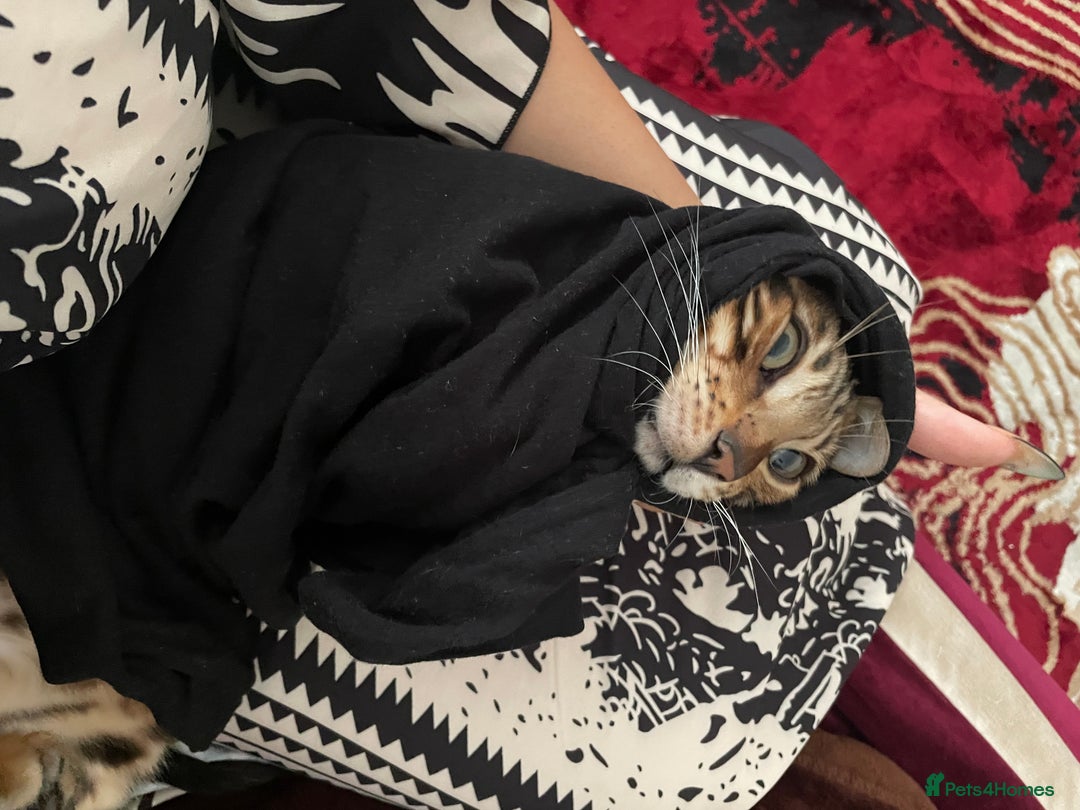 Bengal cats for sale: A lovely Bengal male kitten - Image 2
