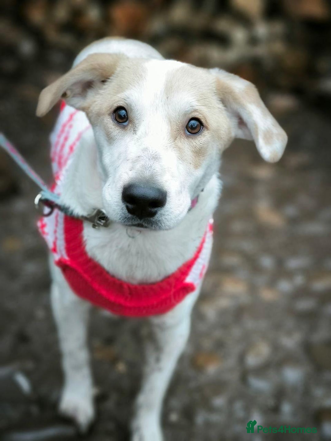 Mixed Breed dogs for adoption: 💙🐶 LEO 🐶💙 - Advert 7