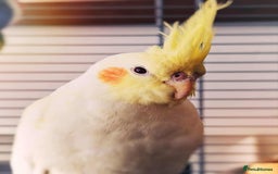 Cockatiels birds for sale: Beautiful 5 old Month Lutino Cockatiel  - Image 1