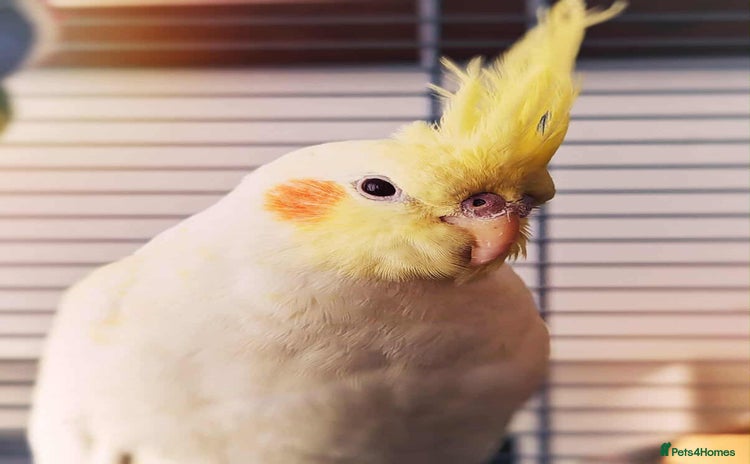 Cockatiels birds - Advert 3