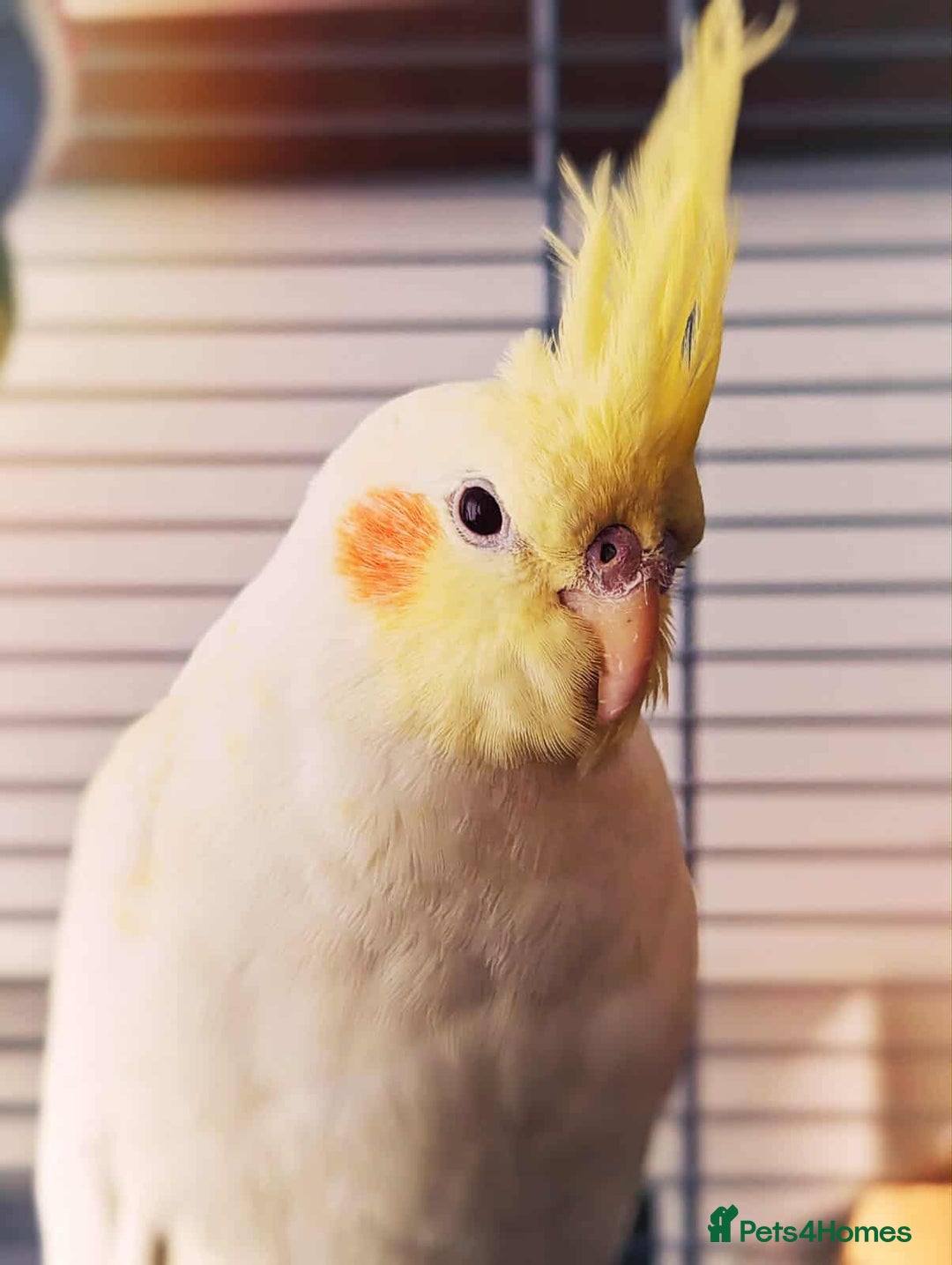 Cockatiels birds for sale: Beautiful 5 old Month Lutino Cockatiel  - Image 1