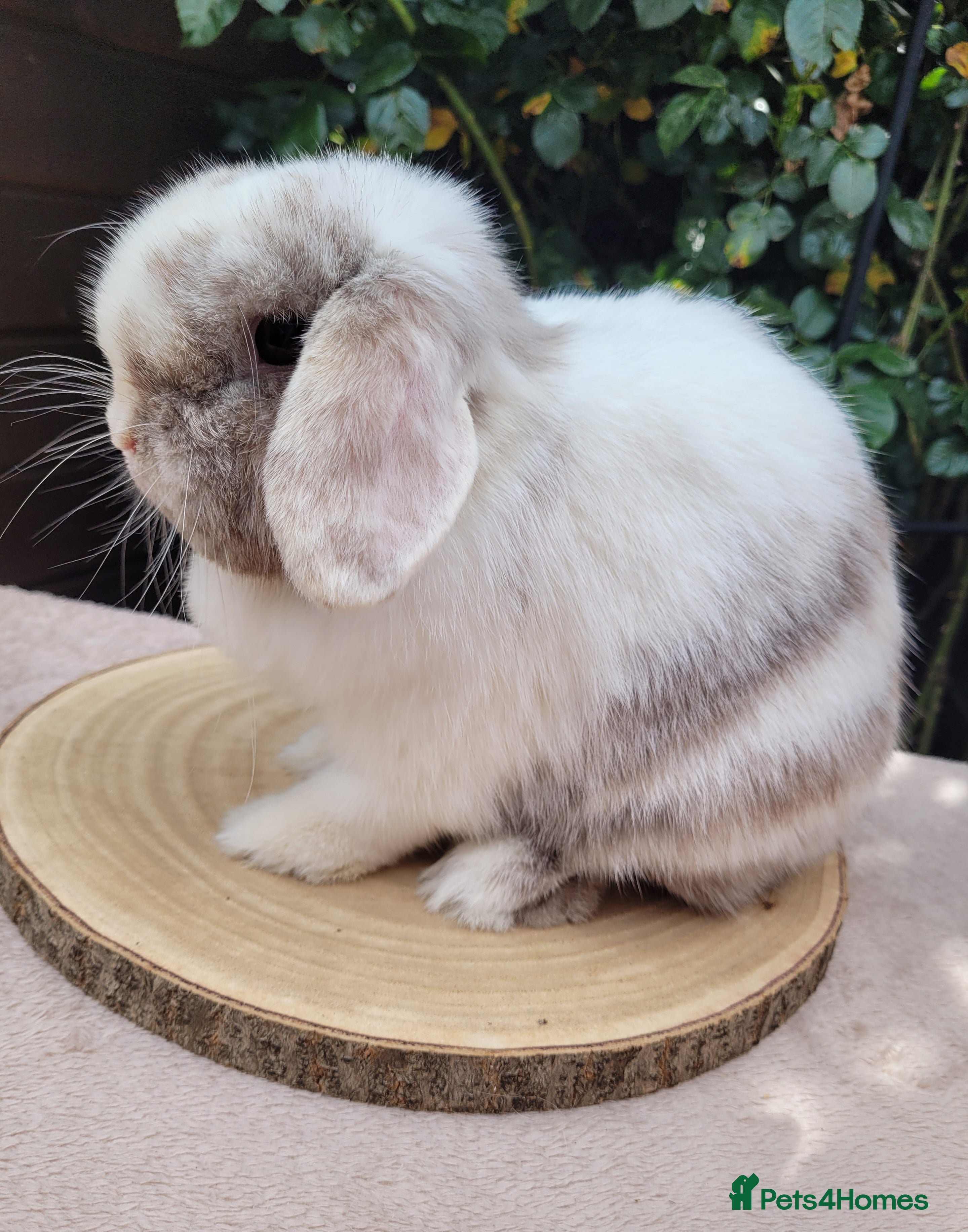 Mini Lop rabbits Beautiful pure bred mini lops - Advert 1