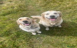 Golden Retriever dogs for sale: Expression of Interest - Golden Retriever Puppies - Image 6