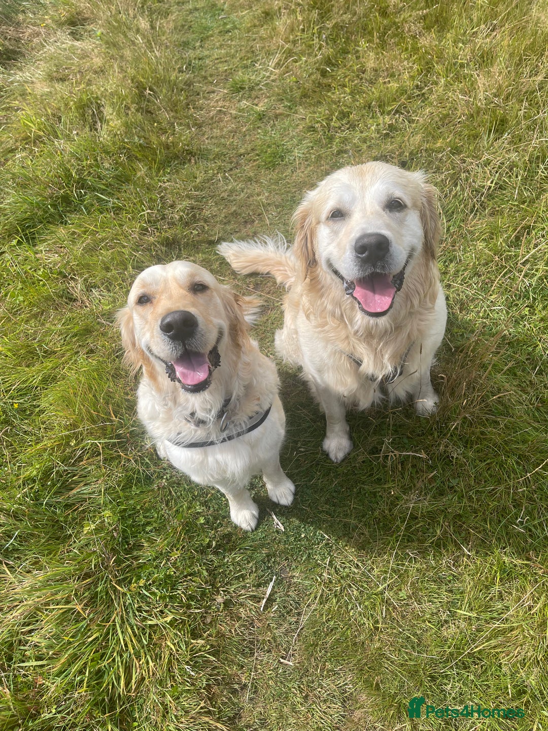 Golden Retriever dogs for sale: Expression of Interest - Golden Retriever Puppies - Image 6