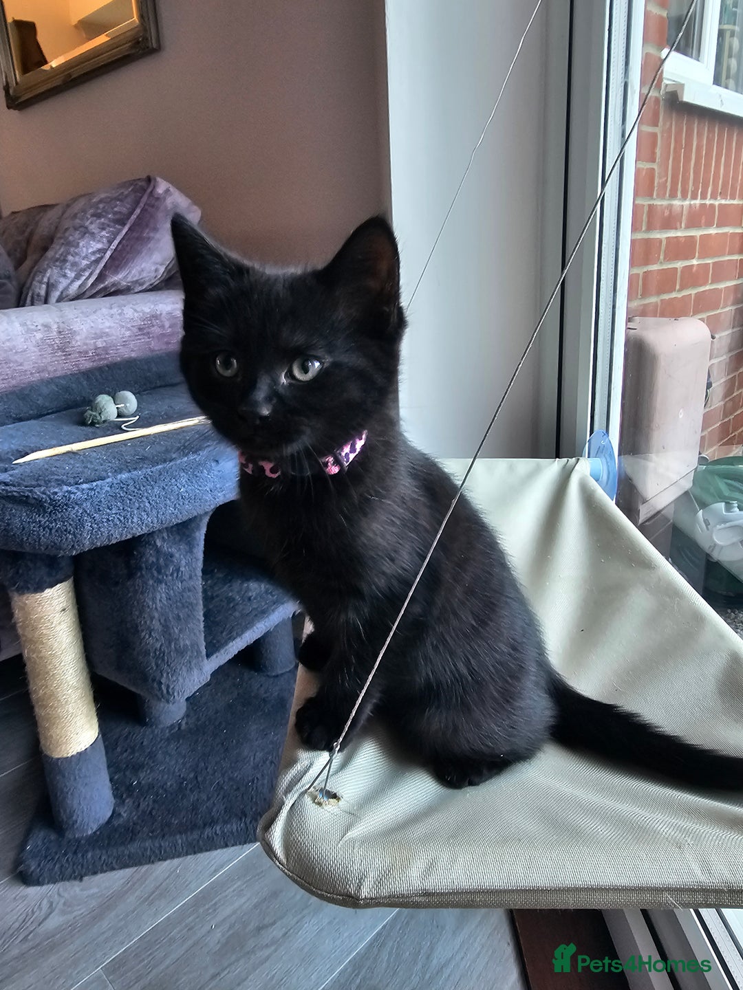 Ragdoll cats for sale: Ragdoll x Norwegian Forest Kittens - Advert 9