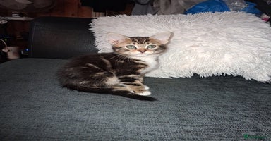 Mixed Breed cats - Advert 6