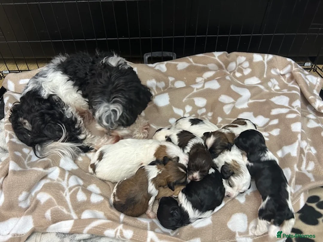 Havanese dogs for sale: Beautiful KC Registered Havanese Puppies - Advert 2