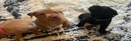 Labrador Retriever dogs for sale: Four gorgeous labs for sale in Darlington - Advert 3