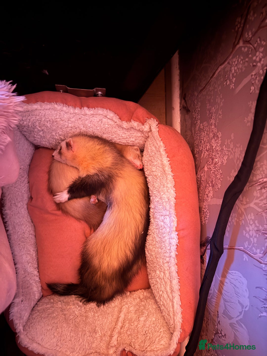 Ferret rodents for sale: Fifi & Skunk - Advert 3