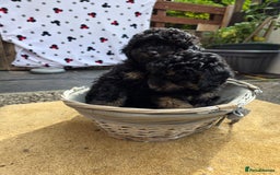 Cavapoo dogs for sale: Cavapoo puppies NEED HOME  - Image 11